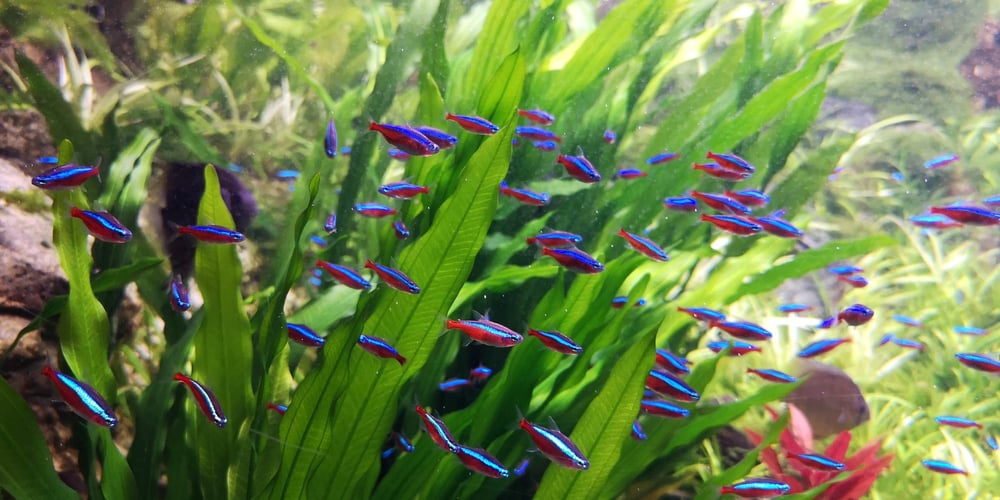 amazon sword, amazon sword plant, live aquarium plants