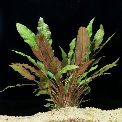 Cryptocoryne_wendtii_red FA