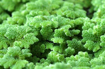 Caring for Azolla Filiculoides: A Complete Guide