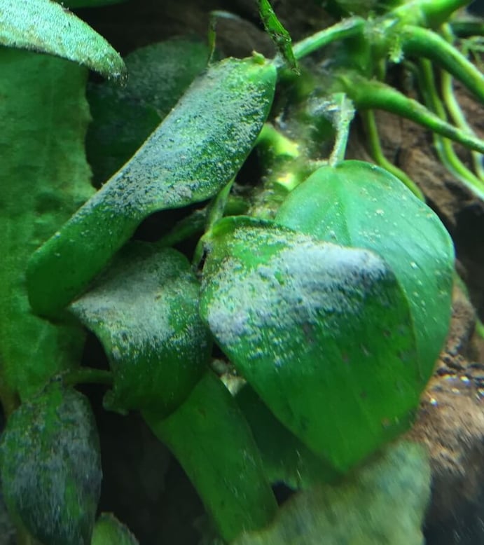 white fungus on anubias aquarium plants