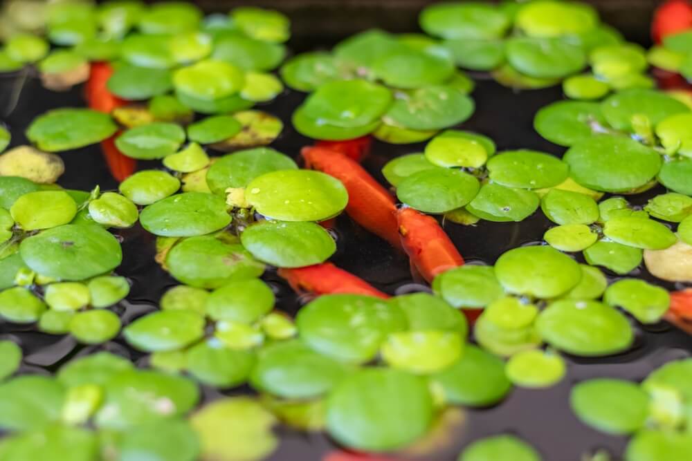 Aquarium Floater Plants, Floating Aquarium Plants