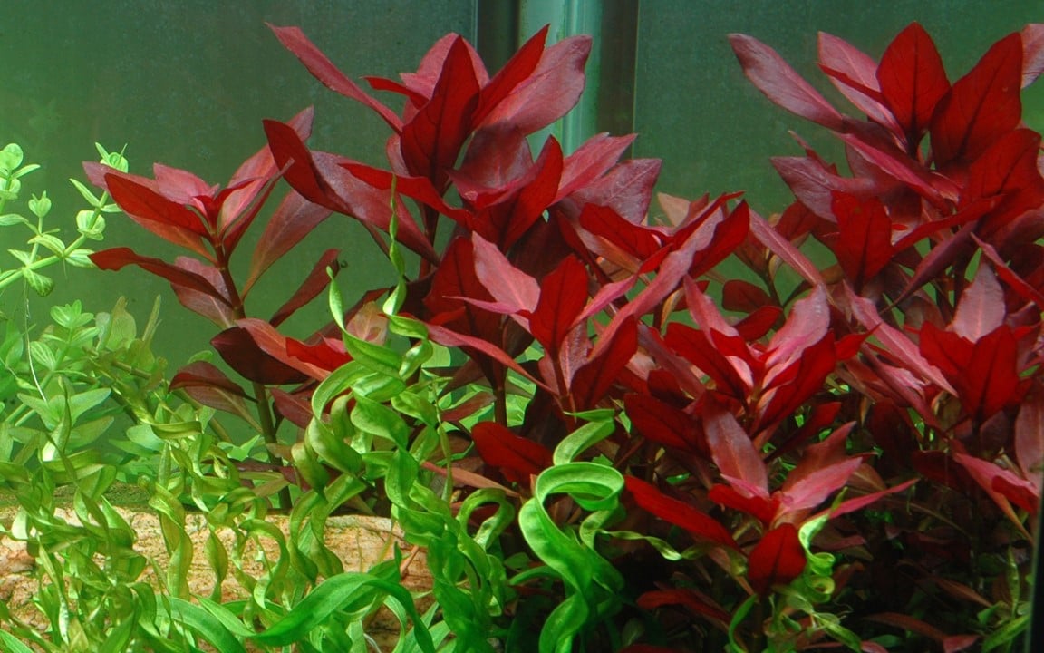 Growing Ludwigia Repens Rubin: Tips and Tricks, image size:1152x720